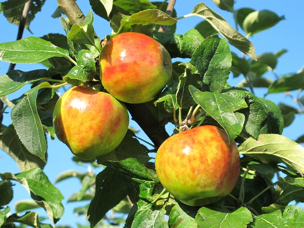 Obsthof Cordes - Fruchtfoto Holsteiner Cox